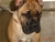 Aristotele - Triola Cane Corso